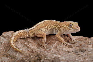 Ocelot gecko (Paroedura picta) albino