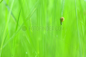 Young Snail on a blade of grass  Prairies du Fouzon  Loir et Cher  France