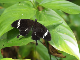 Black and White Helen - Kinabatangan Borneo Malaysia