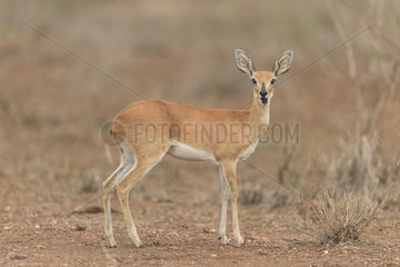 Steenbok (Raphicerus campestris)  Kruger  South Africa