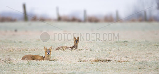 Chinese Water Deers laying in a frosty meadow - GB