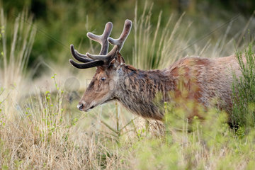 Red Deer (Cervus elaphus) male in velvet  Belgium