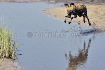 Wild Dog jumping over a puddle - Savuti Botswana