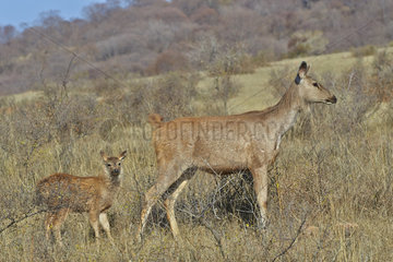 Sambar deer female and young - Ranthambore India