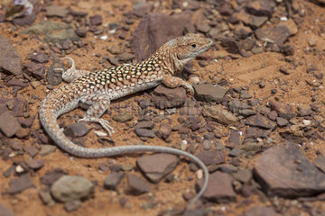 Leopard Fringe-Fingered lizard (Acanthodactylus pardalis)  South West Morocco