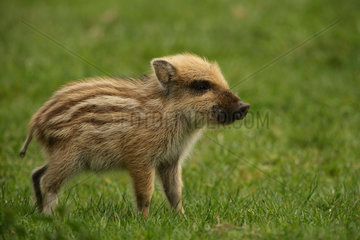 Wild boar (Sus scrofa) young  Ardenne  belgium