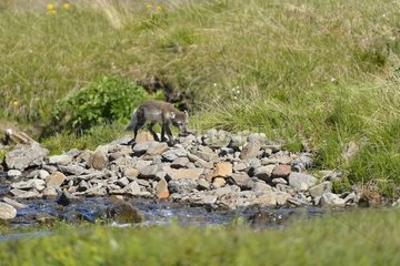 Polar fox (Alopex lagopus) at the edge of a stream in the tundra in summer  Iceland