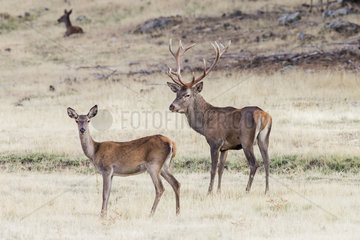 Red deer (Cervus elaphus)  male in rut with female  Spain