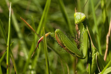 Portrait of praying mantis in the grass - France