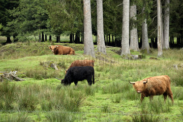 Scottish cow grazing in the white Saar Valley - France