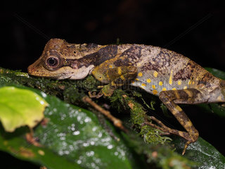 Great Anglehead Lizard - Tawau Hills Malaysia