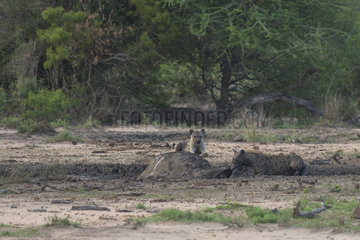 Spotted Hyaena (Crocuta crocuta) and Bufalo carcass  Kruger  South Africa