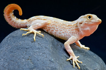 Scorpion gecko (Pristurus carteri)  Oman