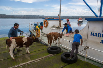 Boarding calves - Quemchi Chiloe Island Chile