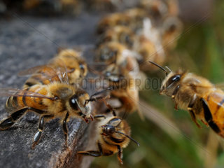 Honey bee (Apis mellifera) - The guardian bees ensure that bees from other colonies do not enter the hive and that predators do not come to either attack the bees (such as the hornet) or pillage the precious sweet gold. The guardian bees are between 12 and 25 days old approximately.