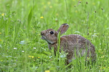 European rabbit (Oryctolagus cuniculus) in a meadow  Dambenois  Franche-Comte  France