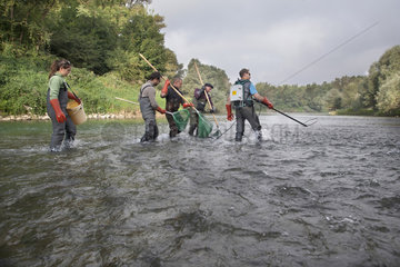Atlantic salmon (Salmo salar) electric fishing on the Vieux-Rhin by the Saumon Rhin team  Search of the young fishes before migrating  Haut-Rhin  Alsace  France