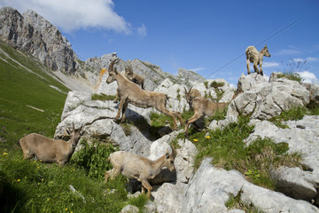 Ibex (Capra ibex) females and youngs on rocks  France