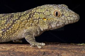 Chameleon gecko (Eurydactylodes vieillardi)  New Caledonia
