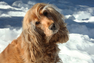 Portrait of Cocker in the snow - France