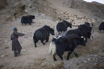 Caravan of Yacks in a nomad camp  Changthang Plateau  Ladakh  Himalayas  India