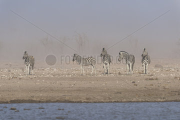 Burchell's zebra (Equus burchellii)  zebras in sand's storm   Namibia  Etosha national Park