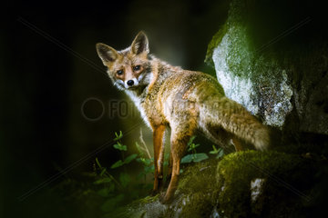 Female red fox at dawn in the forest - Vosges France