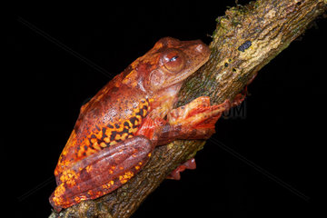 Harlequin tree frog   Halrequin Flying Frog (Rhacophorus pardalis Sarawak  Kubah national park  Borneo  Malaysia