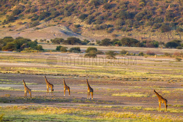 Masai Giraffes in the savannah - Lake Magadi Kenya