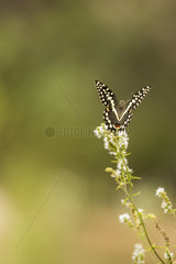 Citrus swallowtail or Christmas butterfly (Papilio demodocus)  Naukluft  Namibia