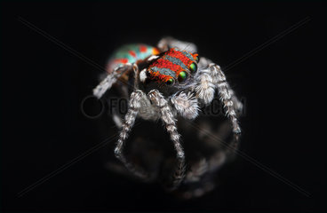 Male Peacock Jumping Spider on black background