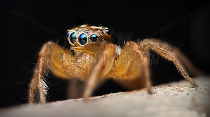 Male Jotus jumping spider on a black background - Australia