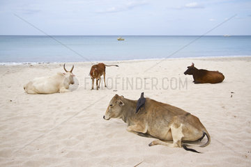 Cattle on a tropical beach - Sri Lanka