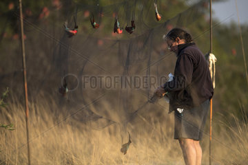 Carmine bee-eater (Merops nubicoides)  catching and ringing  breeding colony at the Sambezi river  Namibia