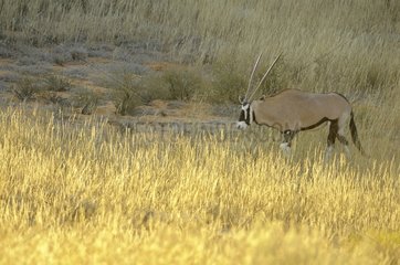 An Oryx (Oryx gazella gazella)  in the high grass of the Kalahari in the late afternoon  Kgalagad Transfrontier Park  North Cape  South Africa