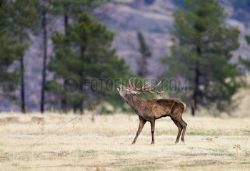 Red deer (Cervus elaphus)  stag in rut  Spain