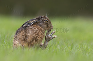 Brown Hare cleaning its feet after the rain at spring - GB