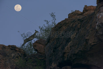 Klipspringer (Oreotragus oreotragus) jumping on rock at the beginning of the night under the moon  Mapungubwe  South Africa