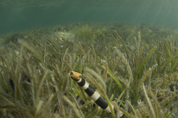 Banded sea snake  banded sea krait  Laticausa colubrina  New Caledonia