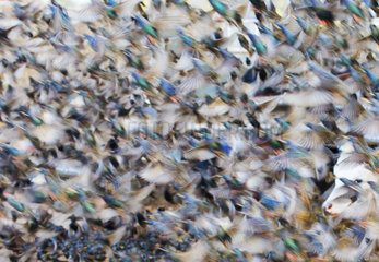 Starling (Sturnus vulgaris) Starlings in flight  England  Winter