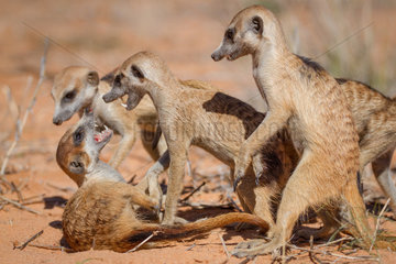 Meerkats play fighting - Kalahari South Africa