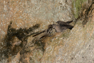 Eurasian Crag-Martin (Ptyonoprogne rupestris). Feeding in the nest  Dordogne  France