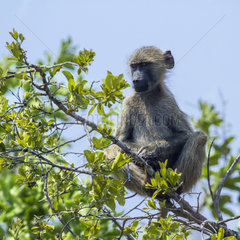 Chacma baboon (Papio ursinus) sitting on a branch  Kruger National park  South Africa