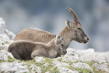 Alpine Ibex (Capra ibex) female and young at rest on rock  France
