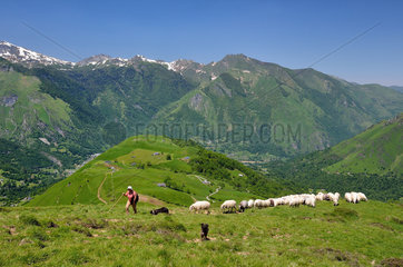 Pastoral zone of the Green Mountain. Valley of Ossau  Pyrenees  France