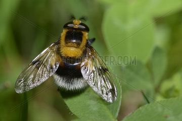 Bumblee Mimic Hoverfly (Volucella bombylans)  Regional Natural Park of the Vosges du Nord  France