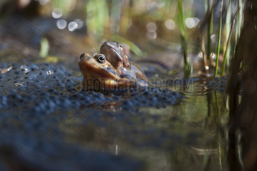 European frogs (Rana temporaria) on their eggs  Lake Jura  France