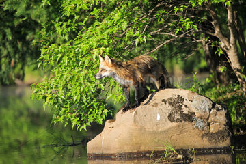 Red Fox at the waterside in spring - Minnesota USA