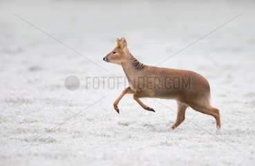 Chinese Water Deer running in a frosty meadow - GB