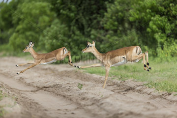 Impalas leaping across safari track - Chobe Botswana